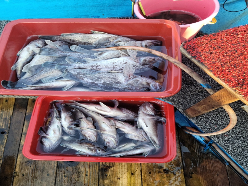 레인져호 조황갤러리입니다.