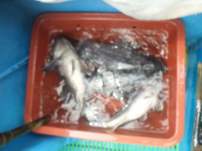 레인져호 조황갤러리입니다.