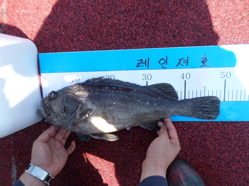 레인져호 조황갤러리입니다.