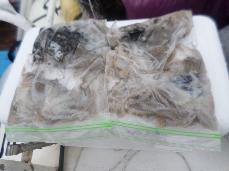 레인져호 조황갤러리입니다.