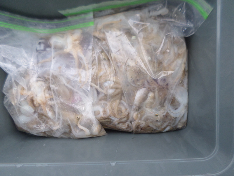 레인져호 조황갤러리입니다.