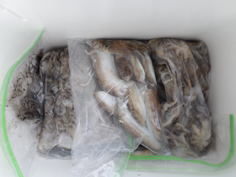 레인져호 조황갤러리입니다.