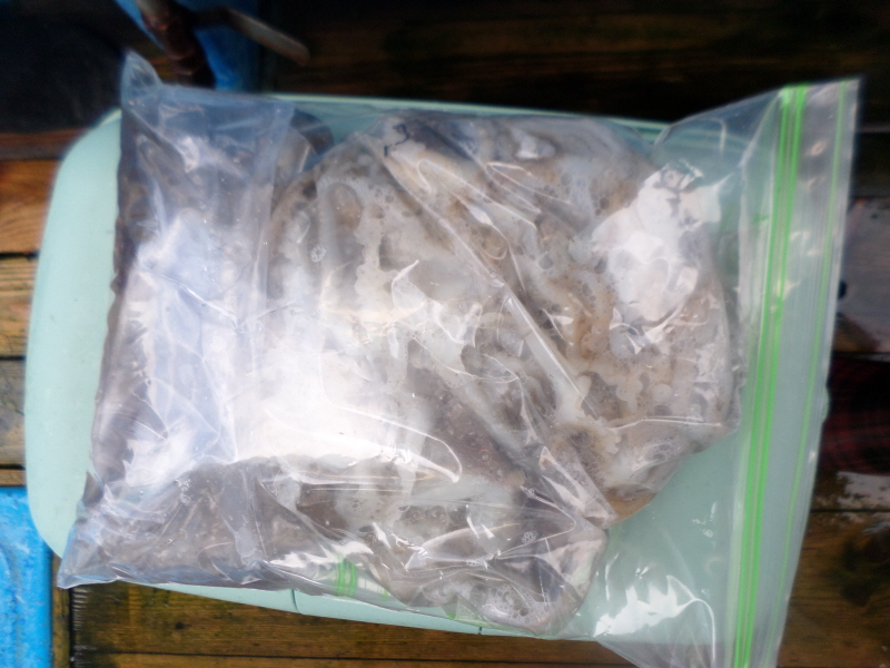 레인져호 조황갤러리입니다.