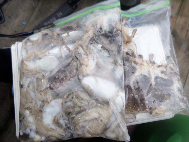 레인져호 조황갤러리입니다.