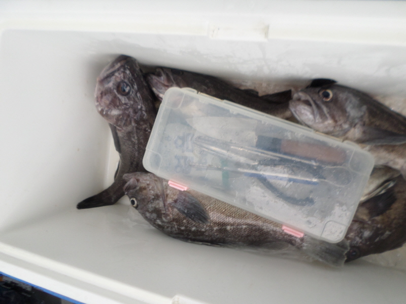 레인져호 조황갤러리입니다.