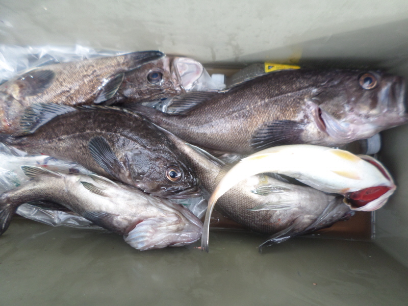 레인져호 조황갤러리입니다.