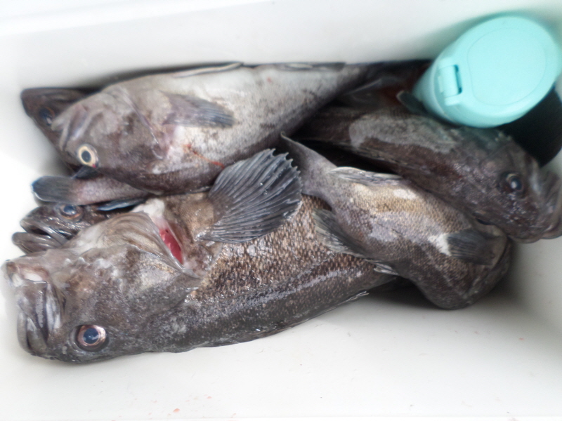 레인져호 조황갤러리입니다.