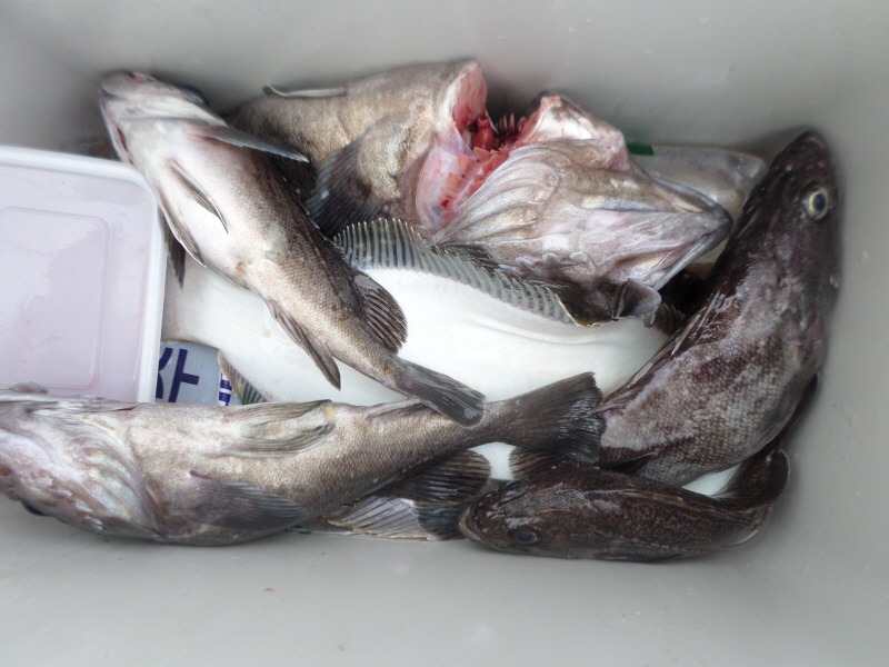 레인져호 조황갤러리입니다.