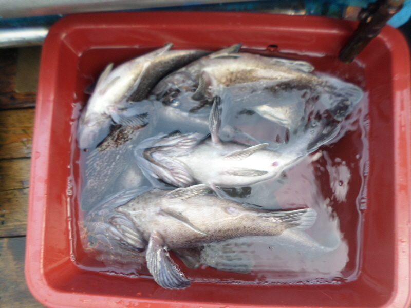 레인져호 조황갤러리입니다.