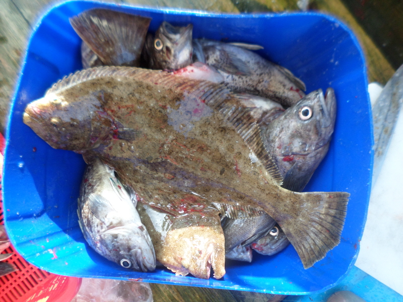 레인져호 조황갤러리입니다.