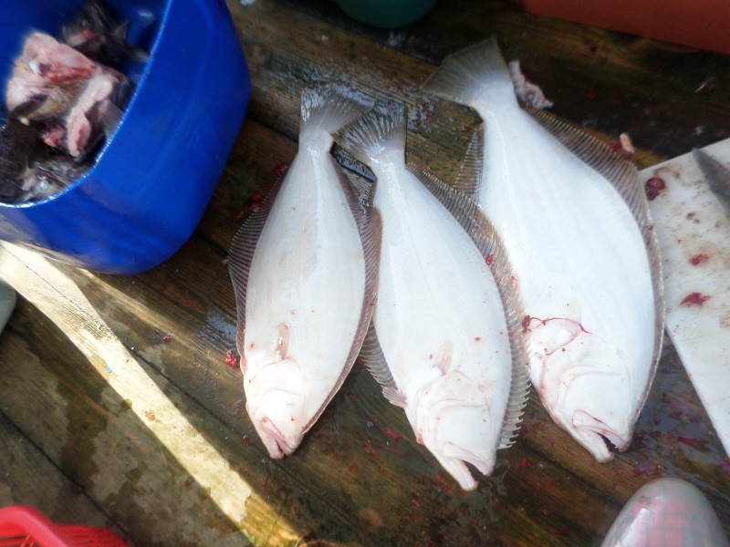 레인져호 조황갤러리입니다.