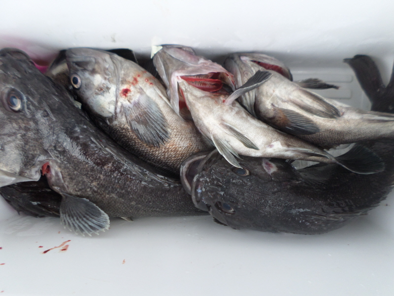 레인져호 조황갤러리입니다.