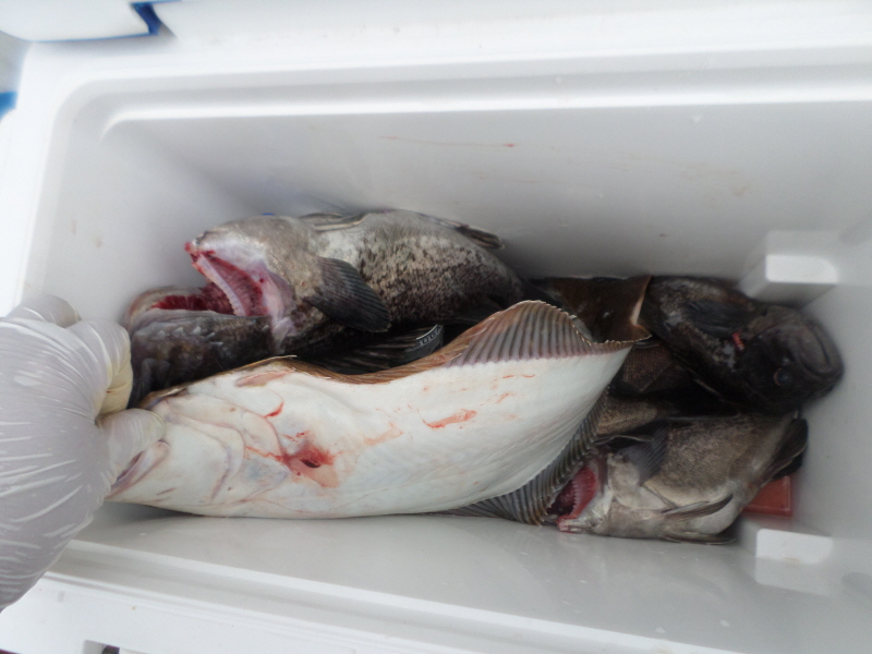 레인져호 조황갤러리입니다.