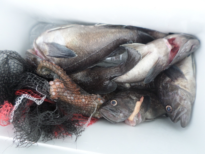 레인져호 조황갤러리입니다.