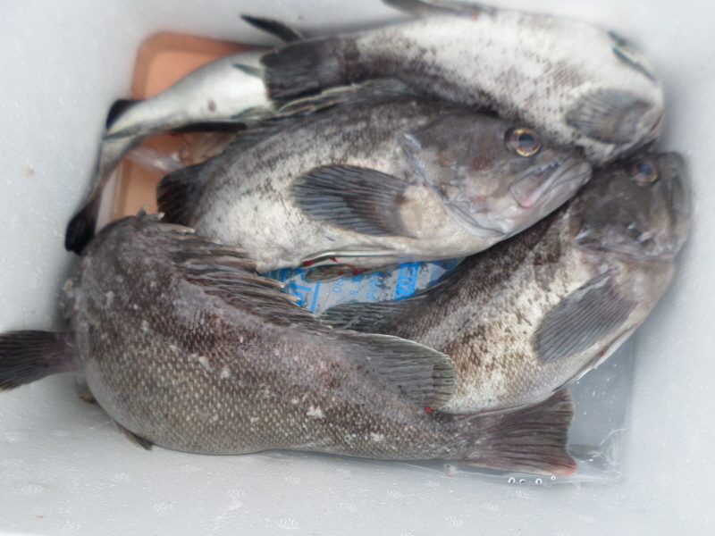 레인져호 조황갤러리입니다.