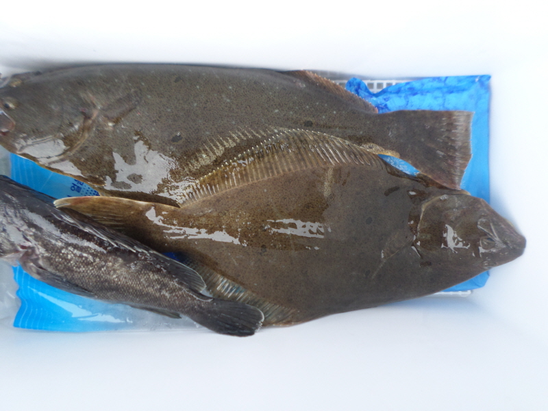 레인져호 조황갤러리입니다.