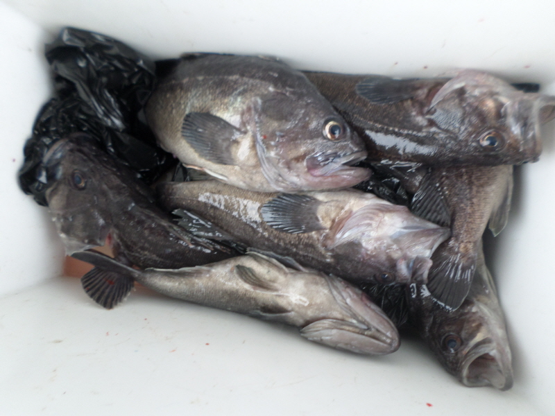 레인져호 조황갤러리입니다.