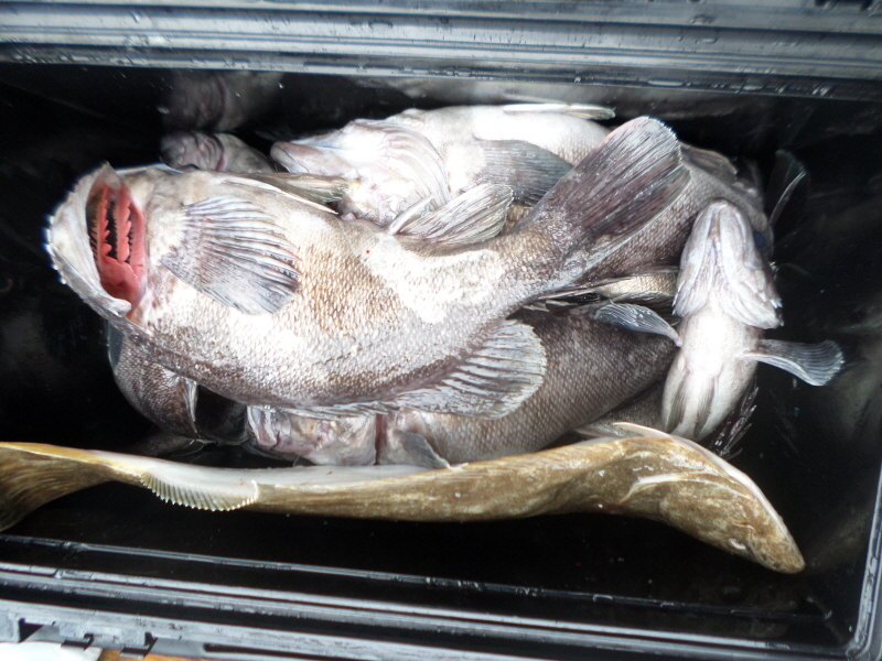 레인져호 조황갤러리입니다.