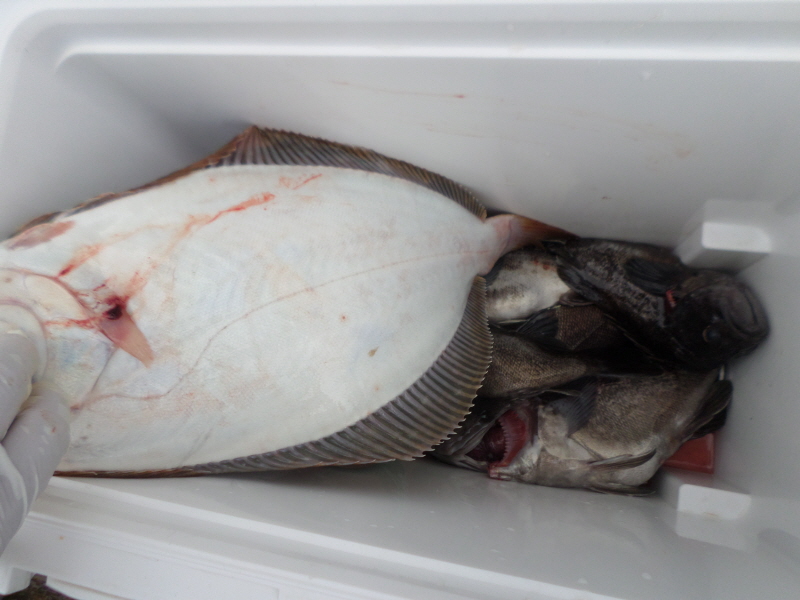 레인져호 조황갤러리입니다.