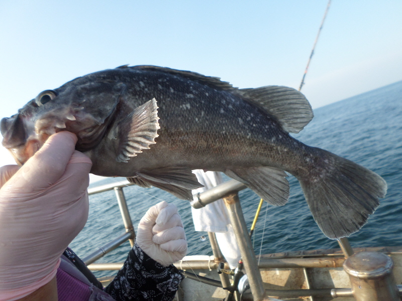 레인져호 조황갤러리입니다.