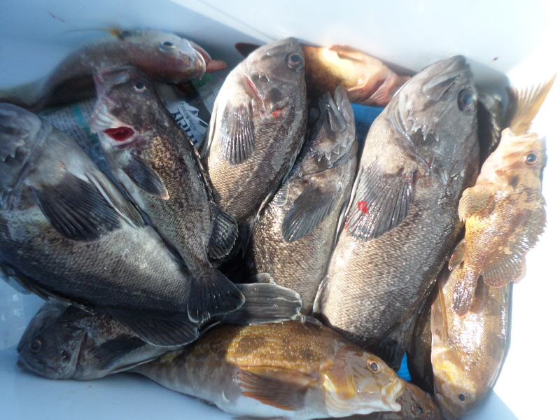 레인져호 조황갤러리입니다.