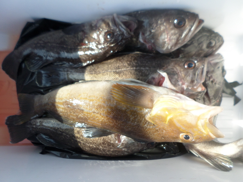 레인져호 조황갤러리입니다.