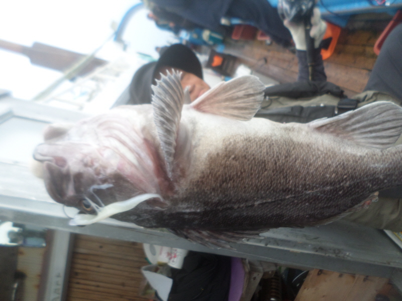 레인져호 조황갤러리입니다.