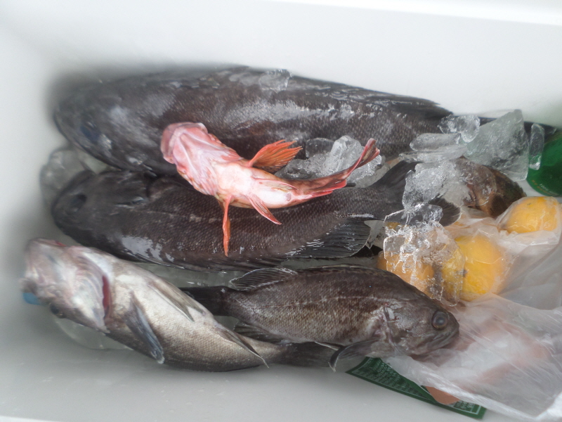 레인져호 조황갤러리입니다.