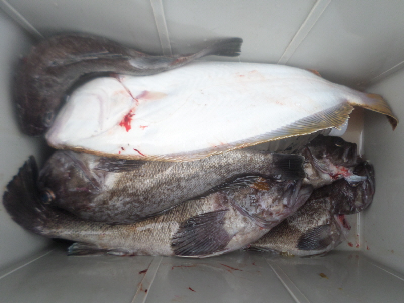 레인져호 조황갤러리입니다.