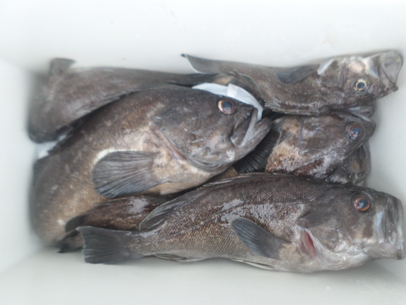 레인져호 조황갤러리입니다.