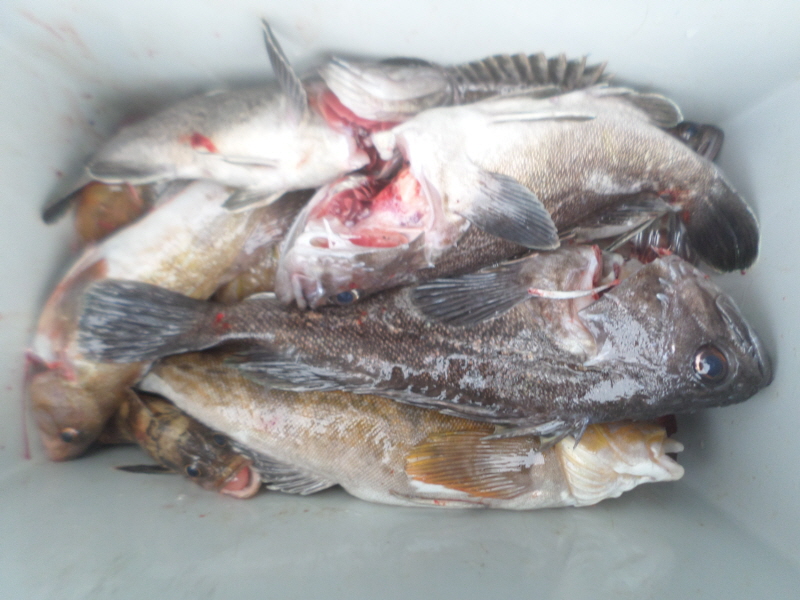 레인져호 조황갤러리입니다.