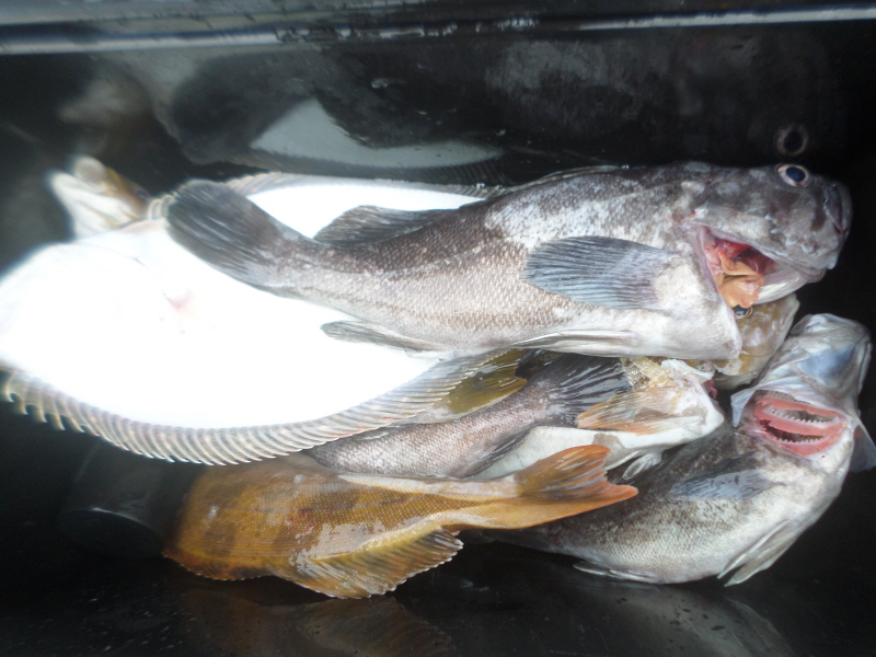 레인져호 조황갤러리입니다.