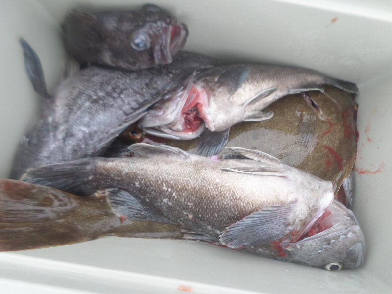 레인져호 조황갤러리입니다.