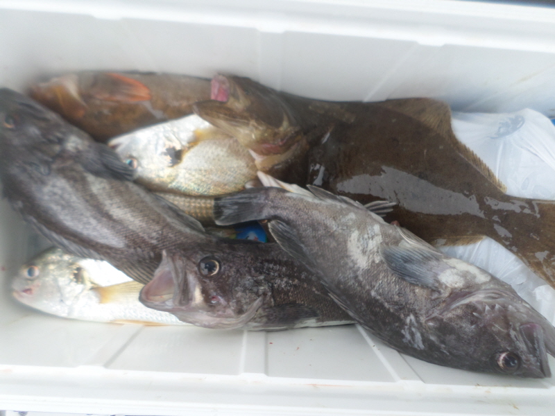 레인져호 조황갤러리입니다.