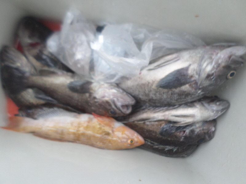 레인져호 조황갤러리입니다.