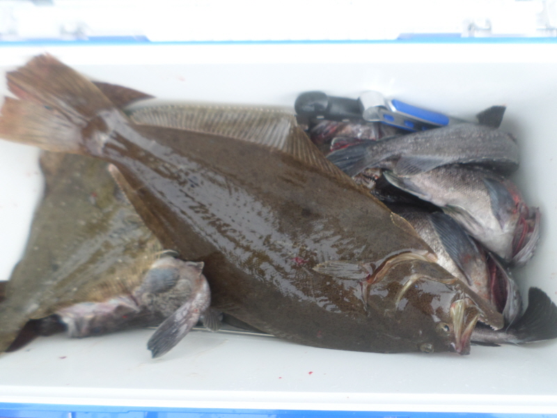 레인져호 조황갤러리입니다.