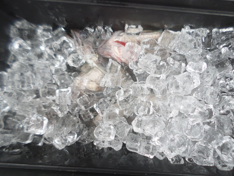 레인져호 조황갤러리입니다.