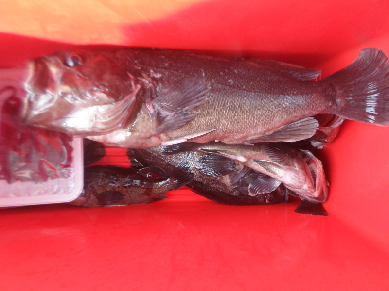 레인져호 조황갤러리입니다.