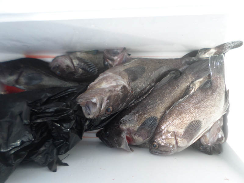 레인져호 조황갤러리입니다.