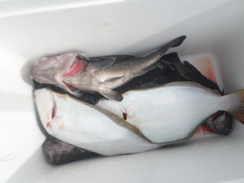 레인져호 조황갤러리입니다.