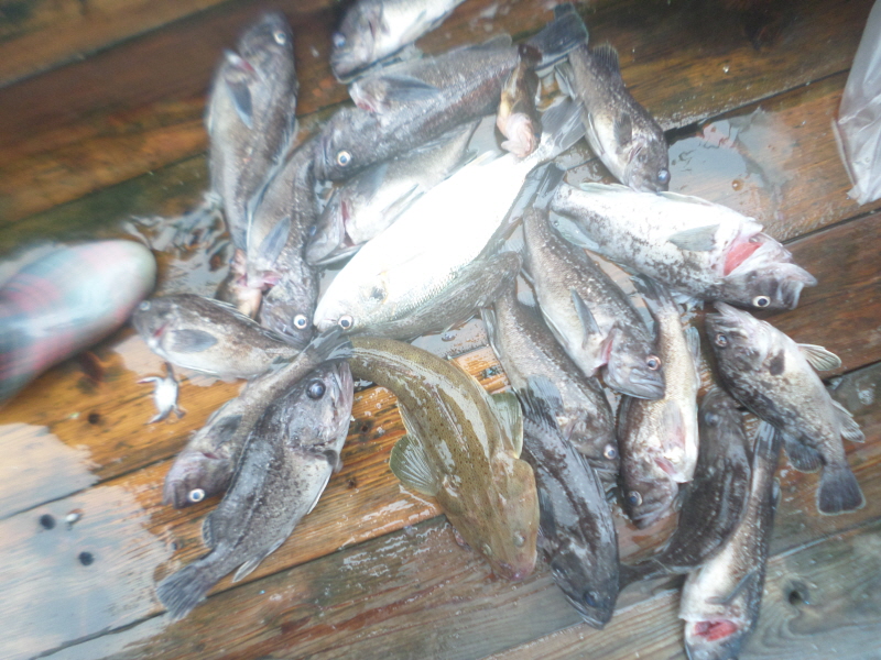 레인져호 조황갤러리입니다.