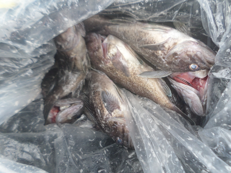 레인져호 조황갤러리입니다.