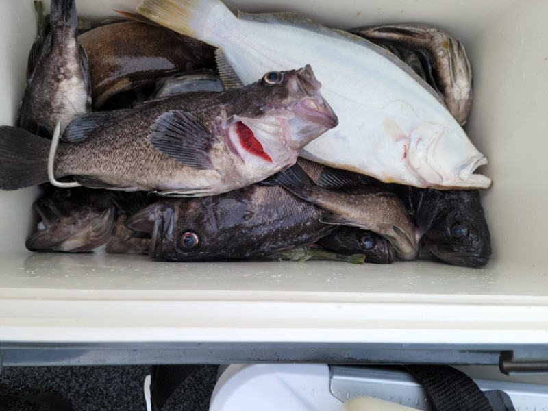 레인져호 조황갤러리입니다.