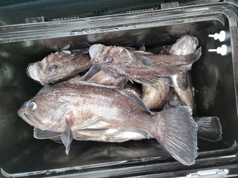 레인져호 조황갤러리입니다.