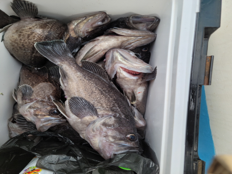 레인져호 조황갤러리입니다.