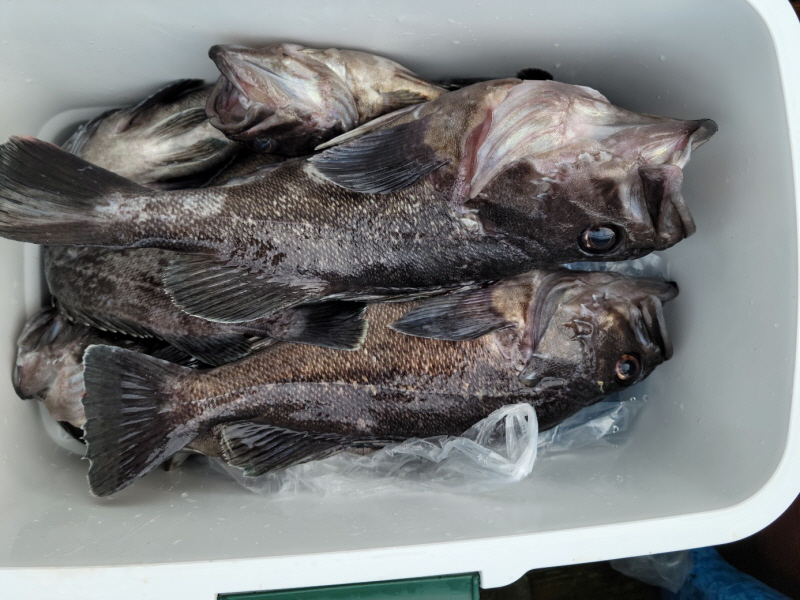 레인져호 조황갤러리입니다.