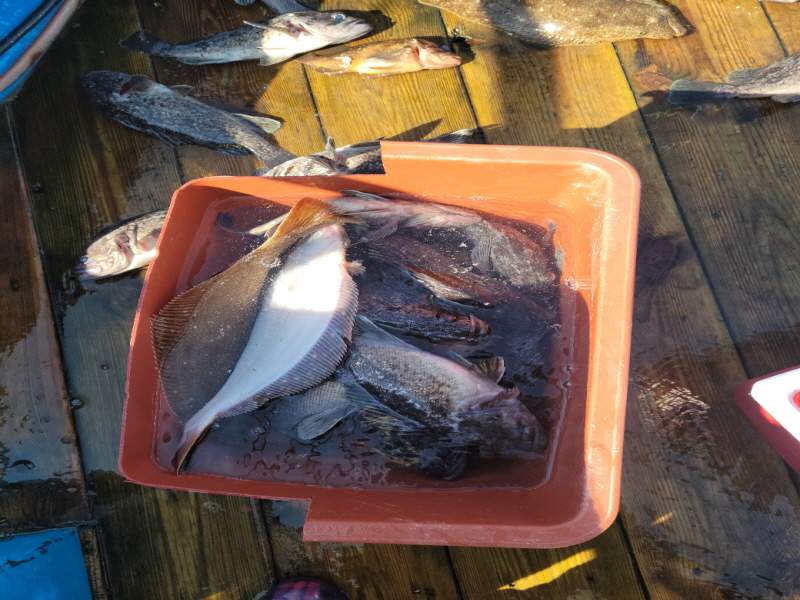 레인져호 조황갤러리입니다.