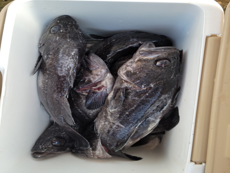 레인져호 조황갤러리입니다.