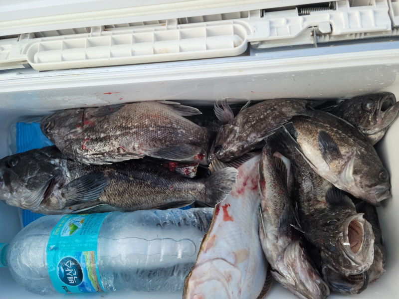 레인져호 조황갤러리입니다.