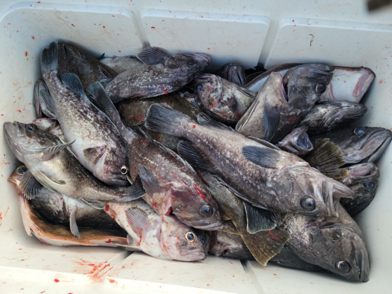 레인져호 조황갤러리입니다.